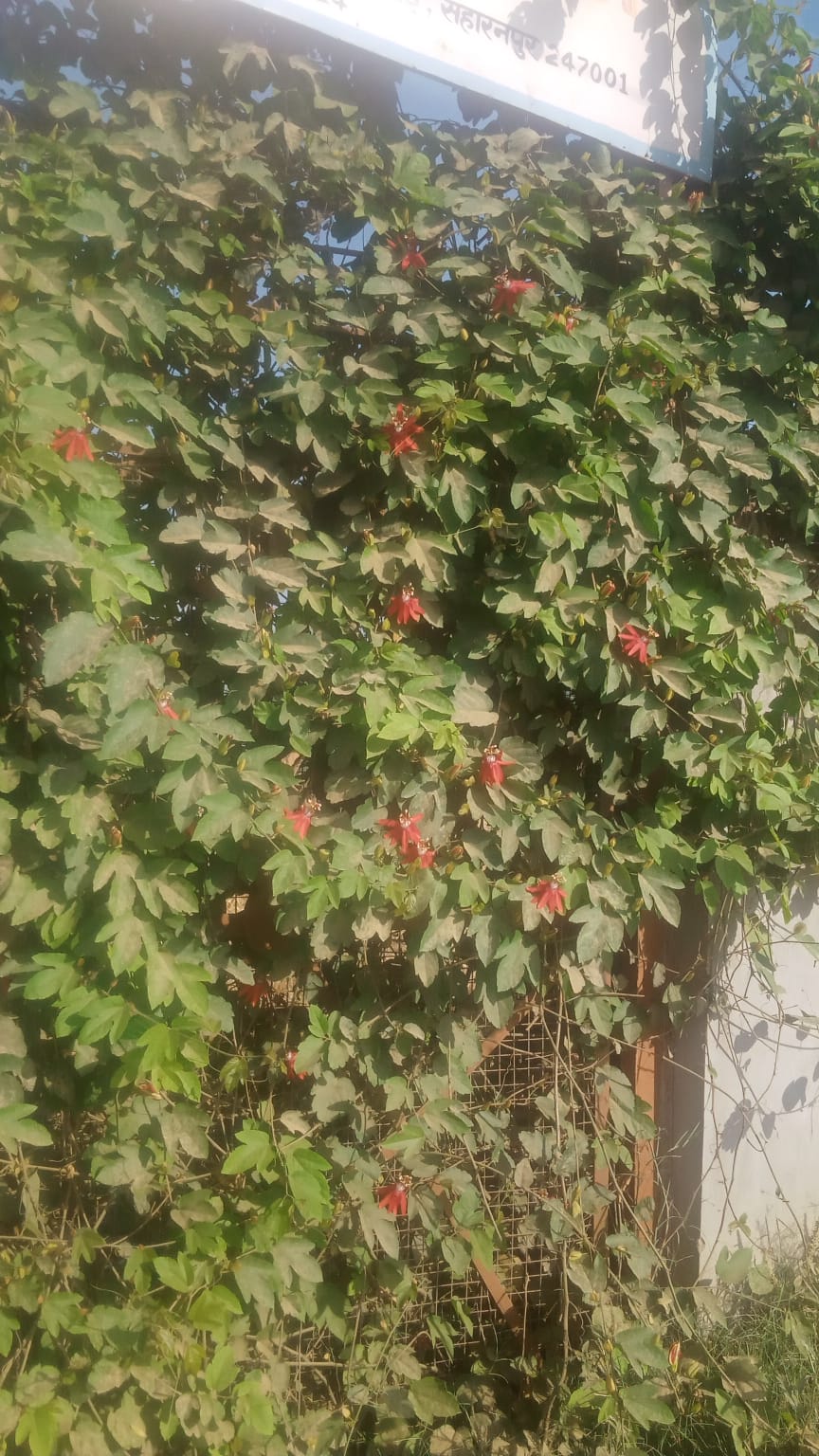 Harvesting at Karpa farm